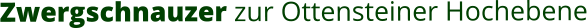 Zwergschnauzer zur Ottensteiner Hochebene