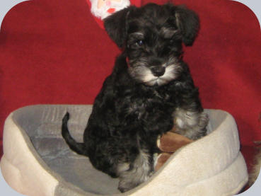 Cäthe mit 10 Wochen - V: Indigolines Diplomatic Affaiers - M: Agrippina zur Ottensteiner Hochebene