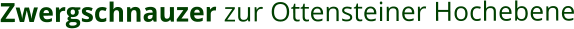 Zwergschnauzer zur Ottensteiner Hochebene